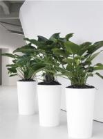 Inscape Indoor Plant Hire image 1